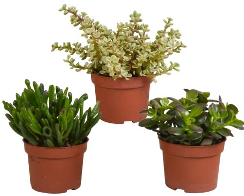 Sukkulenten | Dickblatt Mix | Crassula Mix | 3 Stück | diverse Sorten | Ø 10,5 cm | ↕ 16-21 cm | Pflegeleichte Zimmerpflanzen