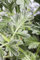 Artemisia absinthium ca. 9x9 cm Topf - Wermut, silbergraues Laub, aromatisch, ideal für Kräutergärten, trockenheitsresistent, pflegeleicht