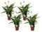 Plant in a Box - Spathiphyllum - 4er Set - Einblatt Zimmerpflanze - Topf 17cm - Höhe 60-75cm - Luftreinigende Zimmerpflanze