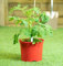THOMPSON & MORGAN Tomato Verand Red Garden Plant Half Hardy Annual Flowering Garden Plants Fruit Easy to Grow Your Own 1x Seed Packet