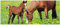 Wallario Poster - Pferde auf der Koppel in Premiumqualität, Größe: 80 x 200 cm XXL-Poster