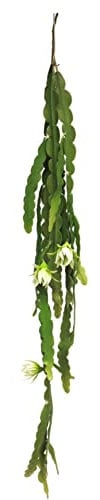 artplants.de Deko Blattkaktus Hänger HUALIAN mit Blüten, Steckstab, Creme, 100 cm - Deko Kaktus
