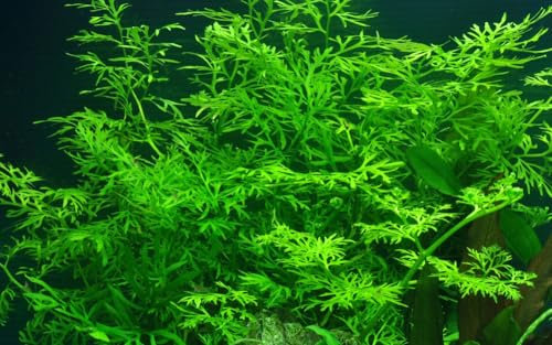 AquaOne Aquarium Pflanze Ceratopteris thalictroides I Wasserpflanze Aquariumpflanze Stängelpflanze voll durchwurzelt einfach pflegeleicht Aquascaping Dekoration