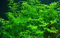 AquaOne Aquarium Pflanze Ceratopteris thalictroides I Wasserpflanze Aquariumpflanze Stängelpflanze voll durchwurzelt einfach pflegeleicht Aquascaping Dekoration