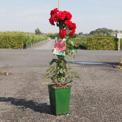 Rose 'Amadeus' – Vibrant Red Climbing Rose, Double Blooms, Repeat Flowering, Weather Resistant, Ideal for Arches & Trellises - 1x 4 Litre Potted Plant by Thompson & Morgan