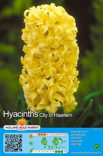Hyazinthenzwiebeln : Hyacinthus - Hyazinthe City of Haarlem duftend 3 Blumenzwiebeln