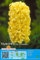 Hyazinthenzwiebeln : Hyacinthus - Hyazinthe  City of Haarlem  duftend 3 Blumenzwiebeln