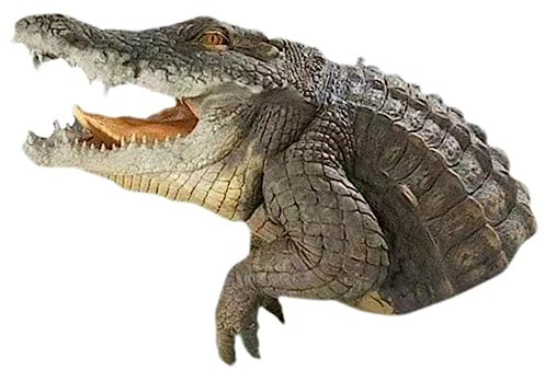 YARNOW Realistisches Schwimmendes Krokodilkopf Modell Für Teich Und Garten Farbgetreu Leicht Und Vielseitig Für Pool Und Terrassendekoration