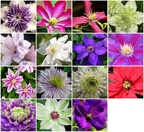 Portal Cool Parisienne: 25X Clematis Semi, Giardino Piante, Scelta del Colore * UK Venditore Ibrida Fiore