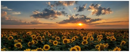 Wallario Küchenrückwand selbstklebend 115 x 50 cm, Motiv: Sonnenblumenwiese vor Wolken mit Sonnenuntergang | Spritzschutz abwischbar & pflegeleicht