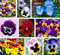 . Pianta da giardino misto viola del pensiero 50 fiori colorati giallo blu viola del pensiero/colore rosso brillante di miniascape 50 / borsa