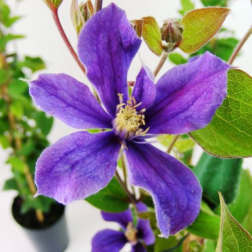 Clematis 'Arabella' - Stunning Blue-Purple Flowers with Ruffled Edges - Compact and Repeat-Flowering - Ideal for Trellises and Containers - 1X 3 Litre Pots by Thompson and Morgan