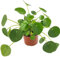 Pilea peperomioides - der Glückstaler für das Büro oder die Wohnung - der Chinesische Geldbaum für das helle Fensterbrett macht auch als UFOpflanze einen sehr dekorativen Eindruck