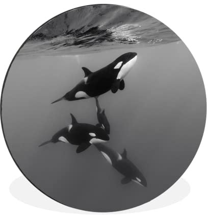 MuchoWow Wandbild Rund Wanddeko Deko Wohnzimmer Bilder 30x30 cm Orca - Wasser - Schwarz - Weiß