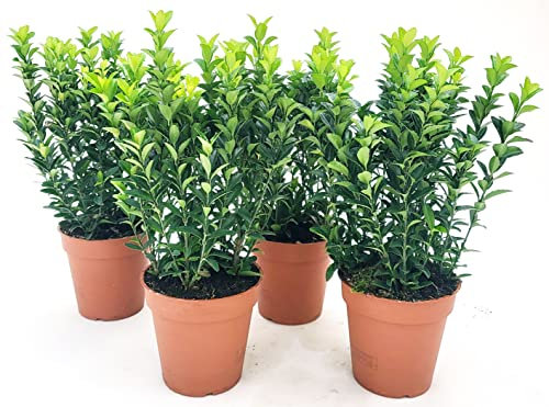 POWERS TO FLOWERS - EUONYMUS GREEN SPIDER, 4 PIANTE, BUXUS, BOSSO, VASO 13CM DIAMETRO, piante vere