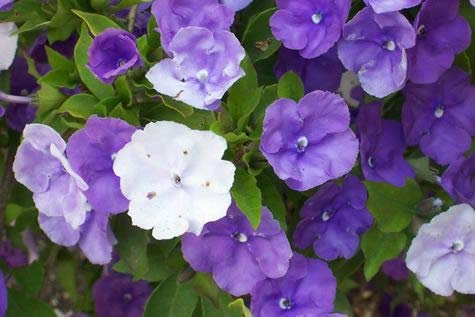 Ponak New Fresh 10 Stück Lila Brunfelsia Pauciflora Blumensamen
