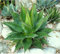 Frische Berg Agave Montana (Rare Sukkulente Exotic Hardy Garden Seed) 15 Samen