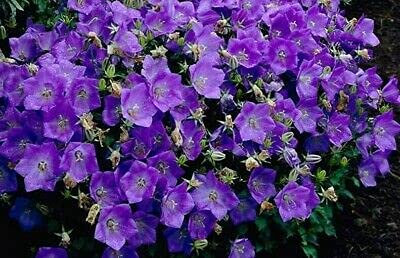 20000 Seeds of Campanula Carpatica Blue Bellflower