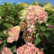Rispenhortensie Pinkachu cremeweiß-rosa - Hortensie winterhart & mehrjährig - Hydrangea paniculata - 1 Pflanze von Garten Schlüter - Pflanzen in Top Qualität