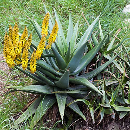 Aloe Vera Samen Bio Geschenke Seltene Pflanze Serie - Gartenpflanzen Winterhart KräUter Balkon Deko Sukkulenten Fleischfressende Pflanzen Winterharte KüBelpflanzen Pflanztopf Bonsai 250Stück