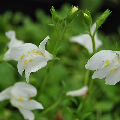 20 pcs mazus reptans - lippenmäulchen samen blumensamen geschenk garten geschenke für frauen bodendecker winterhart, zimmerpflanzen wenig lichtbedarf blumenwiese samen mehrjährig winterhart