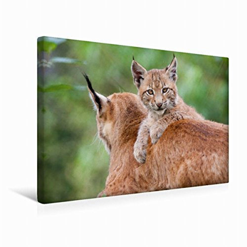 Premium Textil-Leinwand 45 x 30 cm Quer-Format Mama gehört mir | Wandbild, HD-Bild auf Keilrahmen, Fertigbild auf hochwertigem Vlies, Leinwanddruck von Wilfried Martin