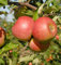Apfelbaum James Grievel 60-80cm Frühapfel und säuerlich - Gartenpflanze