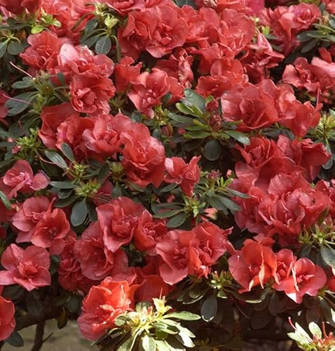 INKARHO - Großblumige Rhododendron Orange Flirt 25-30cm - Alpenrose