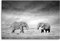 Sinus Art Wandbild 120x80cm Naturfotografie – Zwei Elefanten in der Wildnis, Kenia, Afrika auf Leinwand für Wohnzimmer, Büro, Schlafzimmer, Ferienwohnung u.v.m. Gestochen scharf in Top Qualität