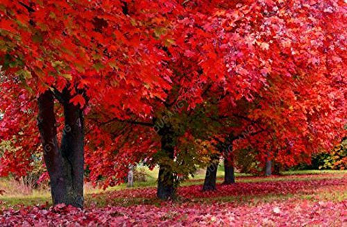 50 Stück amerikanische rote Ahorn-Samen, Zierbonsai-Samen für den Garten, einfach zu züchten, seltene Baumsamen Show In Picture rot