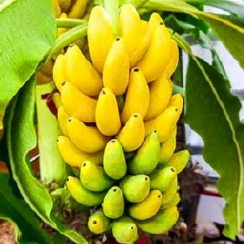 Wilitto Zwerg-Bananenbaum-Samen, 300 Stück/Beutel, Zwerg-Bananenbaum-Samen, schnell wachsende, essbare, fruchtbare, geschmackvolle, nahrhafte Mini-Bananenbaum-Samen für Garten, Blumen, Gemüse, Gra