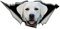 13 cm * 6 cm Weiß Labrador Zerrissenes Metall Auto Aufkleber Personalisierte Aufkleber Laptop Motorrad Auto Zubehör Dekoration PVC