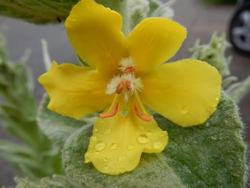Großblütige Königskerze (Verbascum thapsiforme) Samen. Heilpflanze (2000 Samen = 0,22g)