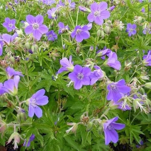 6x Wald-Storchschnabel 'Mayflower' - Geranium sylvaticum 'Mayflower' - Topf 9x9cm - Gartenstaude