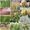 450 piezas de hierbas ornamentales semillas perennes resistentes al invierno - invernadero balcón hierba ornamental resistente, Miscanthus sinensis, decoración jardinería plantas de balcón