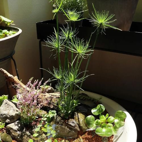 100 pcs Papyrus Pflanze Samen outdoor pflanzen, exotische pflanzen winterhart Cyperus papyrus zimmerpflanzen samen saatgut gartenpflanzen, stauden winterhart gartensamen, kübelpflanzen