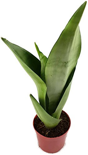 Sansevieria trifasciataMoonshine, silberner Bogenhanf - sehr schöne Sukkulente/Sanseverie - dekoratives Dickblatt - pflegeleichte Zimmerpflanze