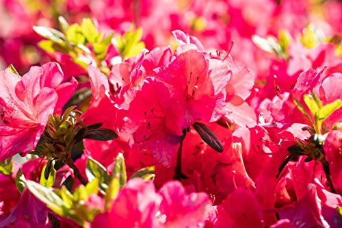 Rhododendron obtusum 'Little Red' 30-40 cm – Winterhart, Immergrün, Pflegeleicht – Azalee – Zierstrauch für Beet & Kübel