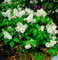 Edelflieder Sterntaler - Kircher-Collection 40-60cm - Syringa vulgaris