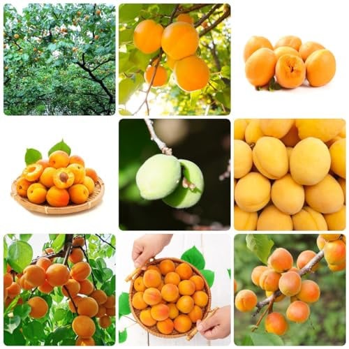 120 pcs aprikosen samen - hochbeet balkon dachbegrünung Aprikosenbaum aprikosen, säulenobst winterfeste pflanzen für balkon säulenobstbäume bonsai topf obst samen winterharte kübelpflanzen