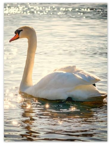 Wandtattoo, Deko-Aufkleber, 30 x 40 cm, Schwan auf dem See, Nr. H8519Z_NS1D