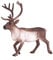 MOJO Reindeer Wildlife Animal Model Toy Figure