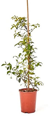 Jazmín Estrella - Jazmín Chino - Jazmín de Chile - Falso Jazmín Planta natural con flor de exterior (Maceta 3 Litros)