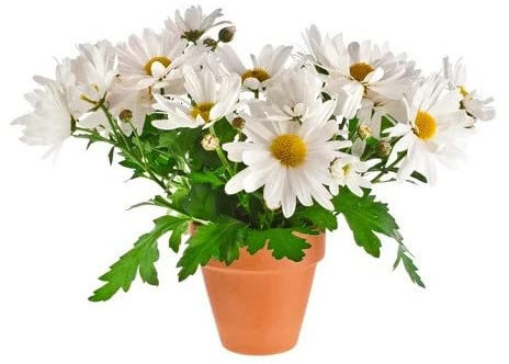 Crisantemo Flor Blanca | Maceta de Cerámica | Ideal para Regalar | Planta Natural | Margarita | Chrysanthemum