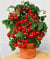 Pomodoro da cocktail/bonsai per balcone/davanzale Minibel 25x semi (100% naturale senza sostanze chimiche) portamassa dal gusto dolcemente fruttato