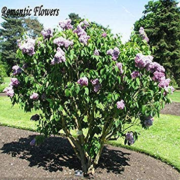 French Lilac FlowersSeeds, Comune Lilla Profumo insoliti Estremo 20 Particelle/Bag