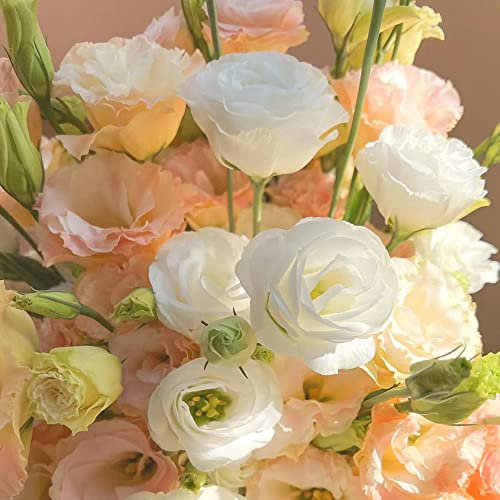 200 Stück eustoma pflanzen samen lisianthus - Seltene Pflanzen serie - wildblumenmischung luftreinigende zimmerpflanzen garten geschenke für männer wiesensaatgut gartenarbeit