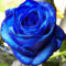 100 pezzi semi di fiori di rosa blu semi di rosa blu pianta rara decorazione in vaso per piantare giardini
