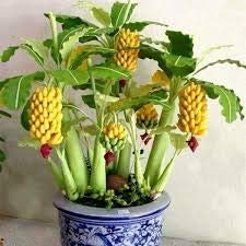 Genipap 100 Mini Bananenbaum Samen Gelb