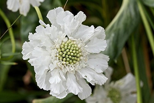 Scabiosa (Pincushion) Scabious 'FAMA White' Perennial Garden Plug Plants Pack x6